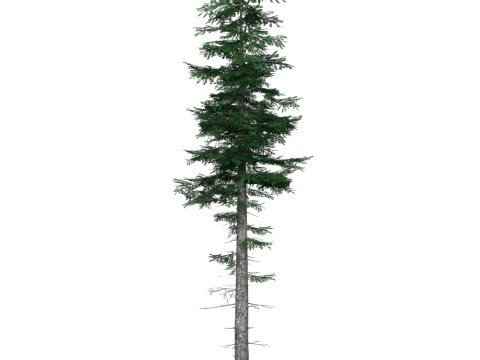 Low Poly Pine Tree 05 3D Model