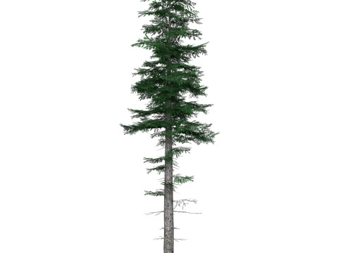 Low Poly Pine Tree 05 3D Model