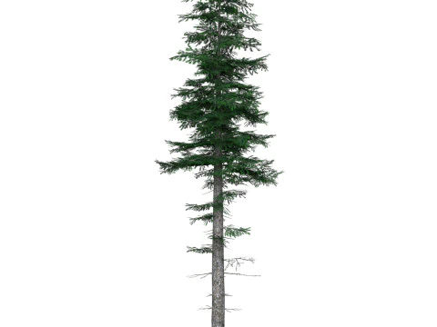 Low Poly Pine Tree 05 3D Model