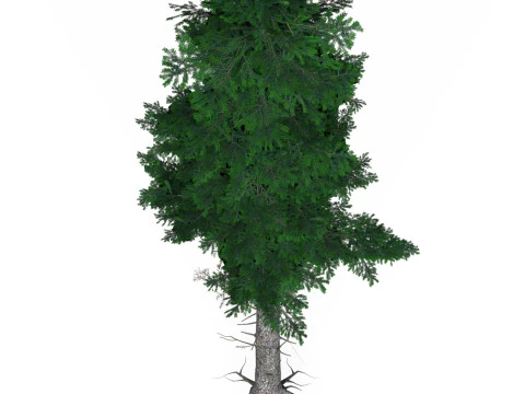 Low Poly Pine Tree 05 3D Model