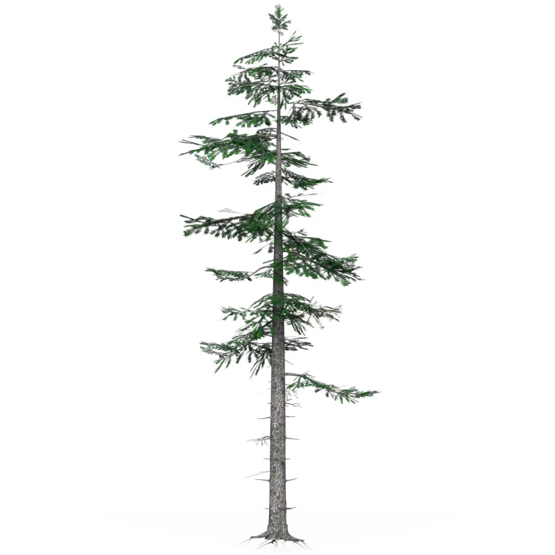 Low Poly Pine Tree 06 3D Model .c4d .max .obj .3ds .fbx .stl .blend 