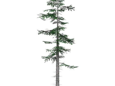 D&uuml;ş&uuml;k Poli &Ccedil;am Ağacı 06 3D Model