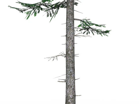 Low Poly Pine Tree 06 3D Model