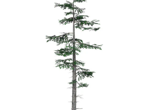 Low Poly Pine Tree 06 3D Model