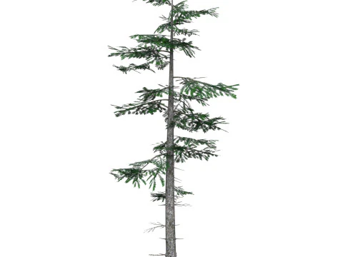 Low Poly Pine Tree 06 3D Model