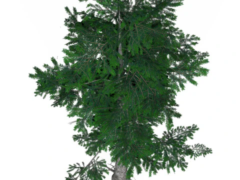 Low Poly Pine Tree 06 3D Model