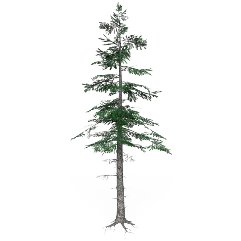 Low Poly Pine Tree 07 3D Model .c4d .max .obj .3ds .fbx .stl .blend 