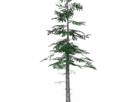 Low Poly Pine Tree 07 3D Model