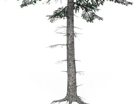 Low Poly Pine Tree 07 3D Model