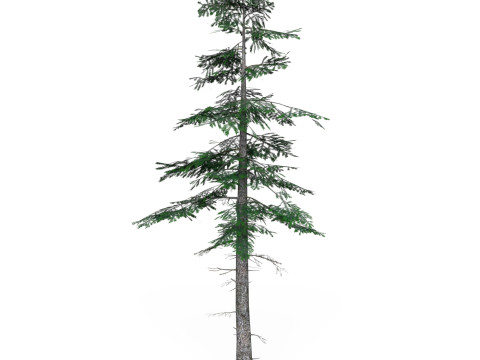 Low Poly Pine Tree 07 3D Model