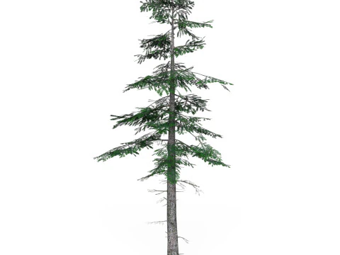 Low Poly Pine Tree 07 3D Model