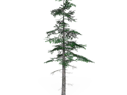 Low Poly Pine Tree 07 3D Model
