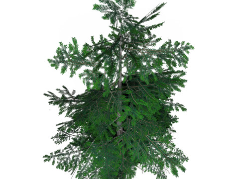 Low Poly Pine Tree 07 3D Model