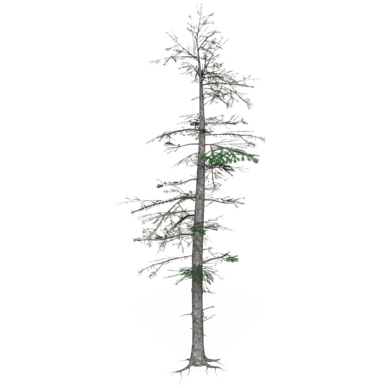 Low Poly Pine Tree 08 3D Model .c4d .max .obj .3ds .fbx .stl .blend 
