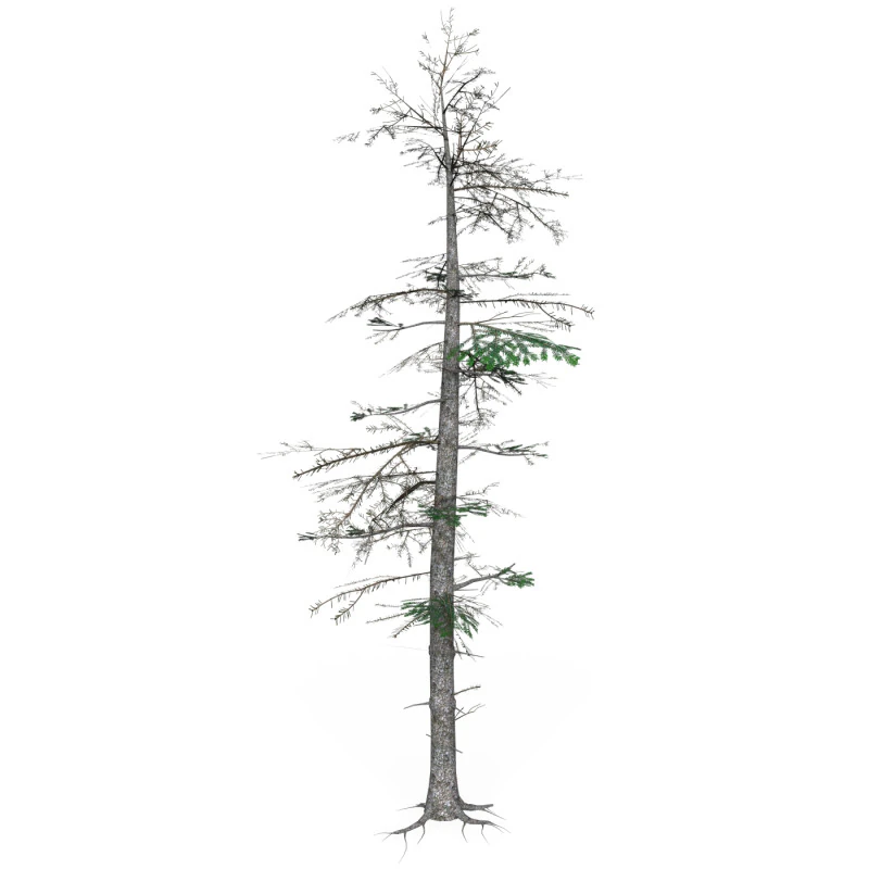 Low Poly Pine Tree 08 3D Model .c4d .max .obj .3ds .fbx .stl .blend 