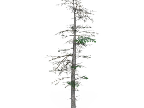 Low Poly Pine Tree 08 3D मॉडल