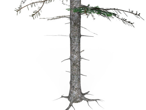 Low Poly Pine Tree 08 3D Model