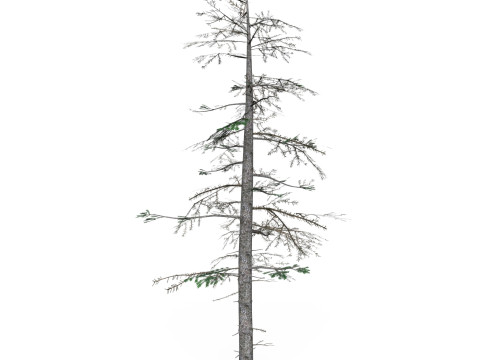 Low Poly Pine Tree 08 3D Model