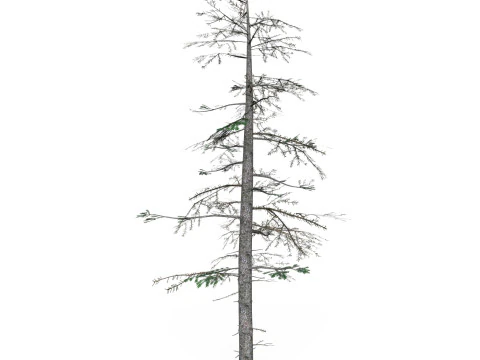 Low Poly Pine Tree 08 3D Model