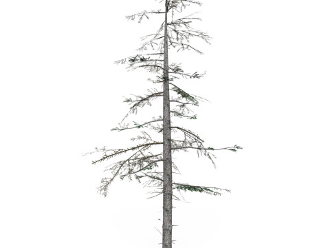 Low Poly Pine Tree 08 3D Model