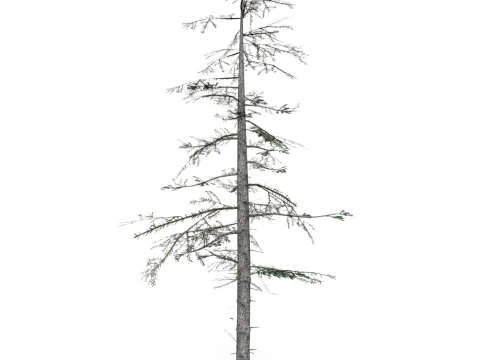 Low Poly Pine Tree 08 3D Model