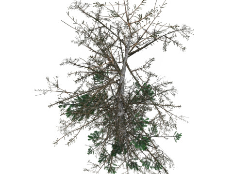 Low Poly Pine Tree 08 3D Model
