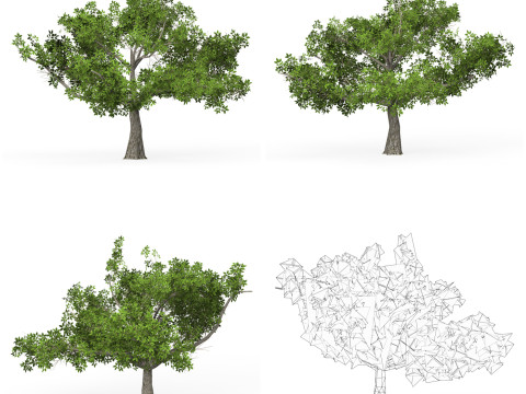 32 Realistic Low Poly Tree Collection 3D 모델