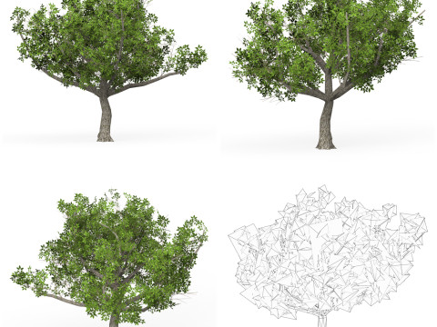 32 Realistic Low Poly Tree Collection 3D 모델