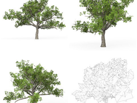 32 Realistic Low Poly Tree Collection 3D 모델