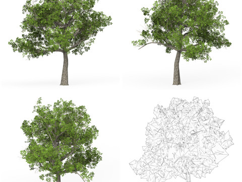 32 Realistic Low Poly Tree Collection 3D 모델