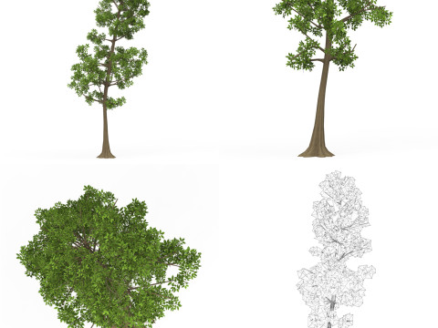 32 Realistic Low Poly Tree Collection 3D 모델