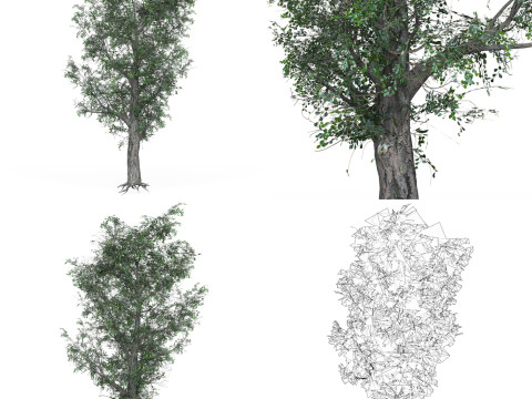 32 Realistic Low Poly Tree Collection 3D 모델