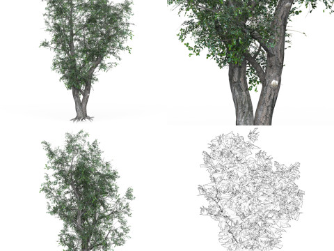 32 Realistic Low Poly Tree Collection 3D 모델
