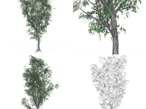 32 Realistic Low Poly Tree Collection 3D 모델