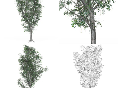 32 Realistic Low Poly Tree Collection 3D Model