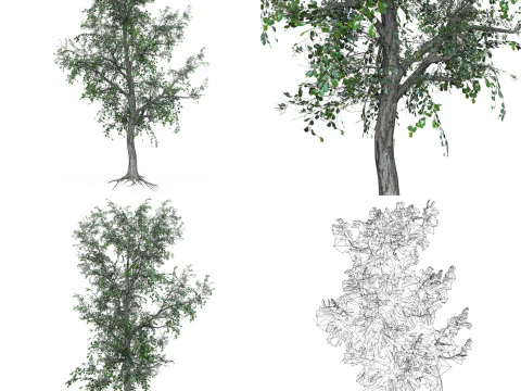32 Realistic Low Poly Tree Collection 3D Model