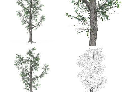 32 Realistic Low Poly Tree Collection 3D 모델
