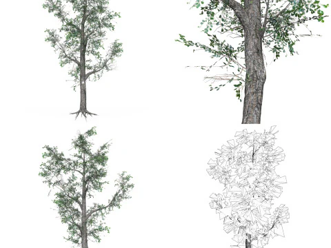 32 Realistic Low Poly Tree Collection 3D Model