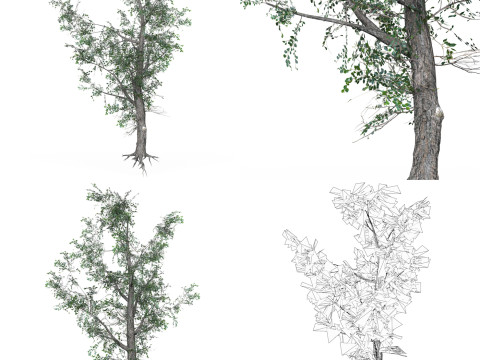 32 Realistic Low Poly Tree Collection 3D 모델