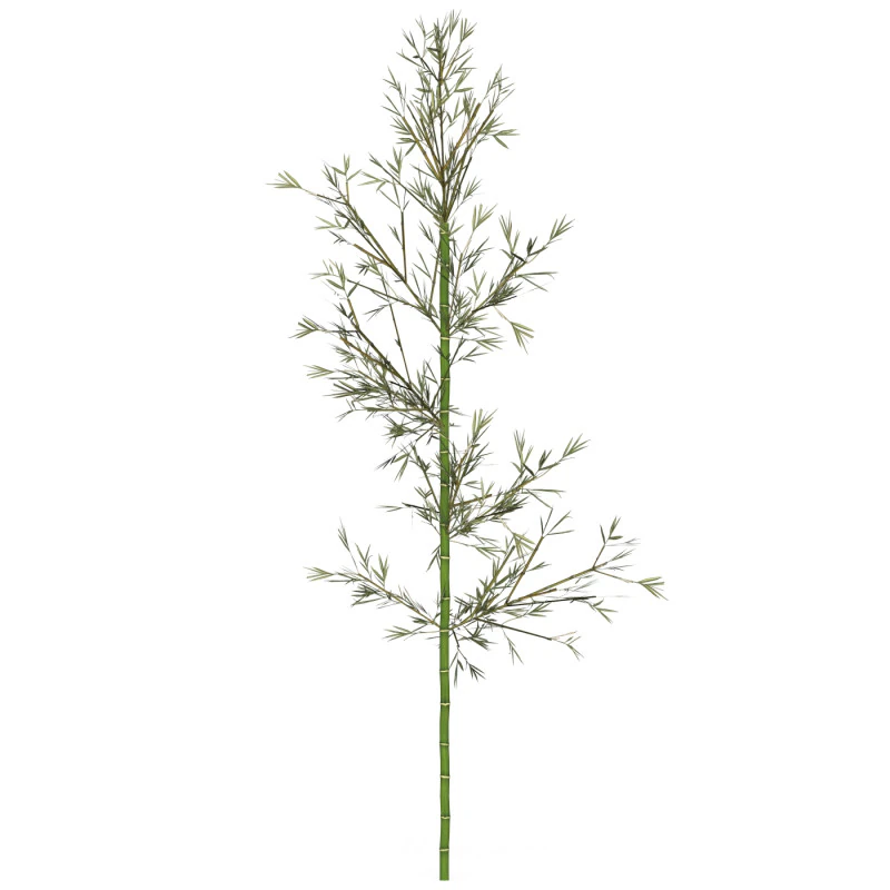 Realistic Low Poly Bamboo 01 3D Model .c4d .max .obj .3ds .fbx .stl .blend 