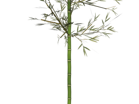 Realistic Low Poly Bamboo 01 3D 모델