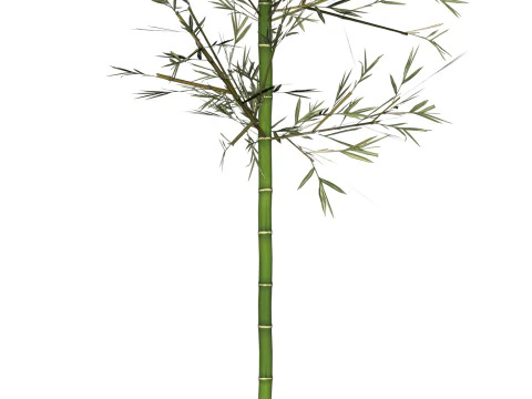 Realistic Low Poly Bamboo 01 3D Model