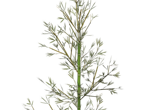 Realistic Low Poly Bamboo 01 3D 모델