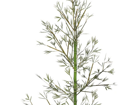Realistic Low Poly Bamboo 01 3D Model