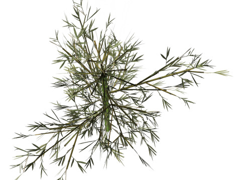 Realistic Low Poly Bamboo 01 3D 모델
