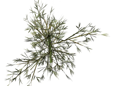 Realistic Low Poly Bamboo 01 3D Model