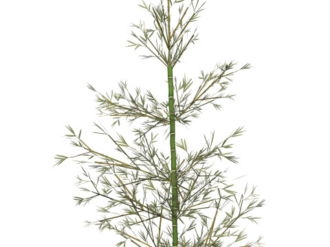 Realistic Low Poly Bamboo 02 Modello 3D