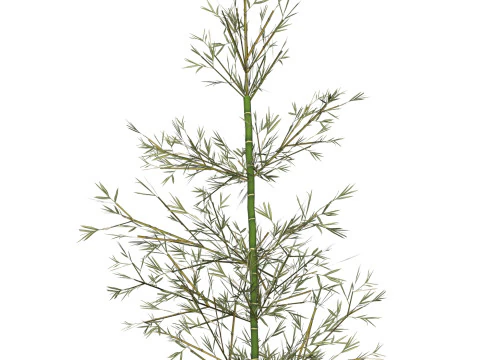 Bamb&ugrave; realistico a basso numero di poligoni 02 Modello 3D