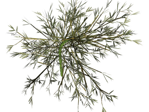 Realistic Low Poly Bamboo 02 Modello 3D