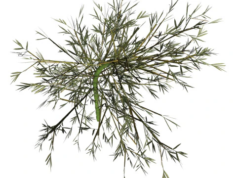 Bamb&ugrave; realistico a basso numero di poligoni 02 Modello 3D